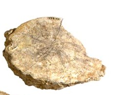 Fossile (scutella sp., esemplare)
