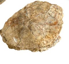 Fossile (scutella sp., esemplare)