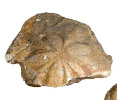 Fossile (clypeaster sp, esemplare)