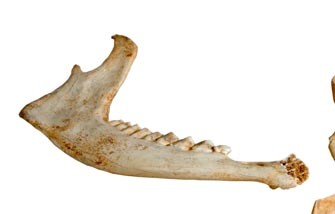 Fossile (mandibola, esemplare)