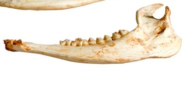 Fossile (mandibola, esemplare)