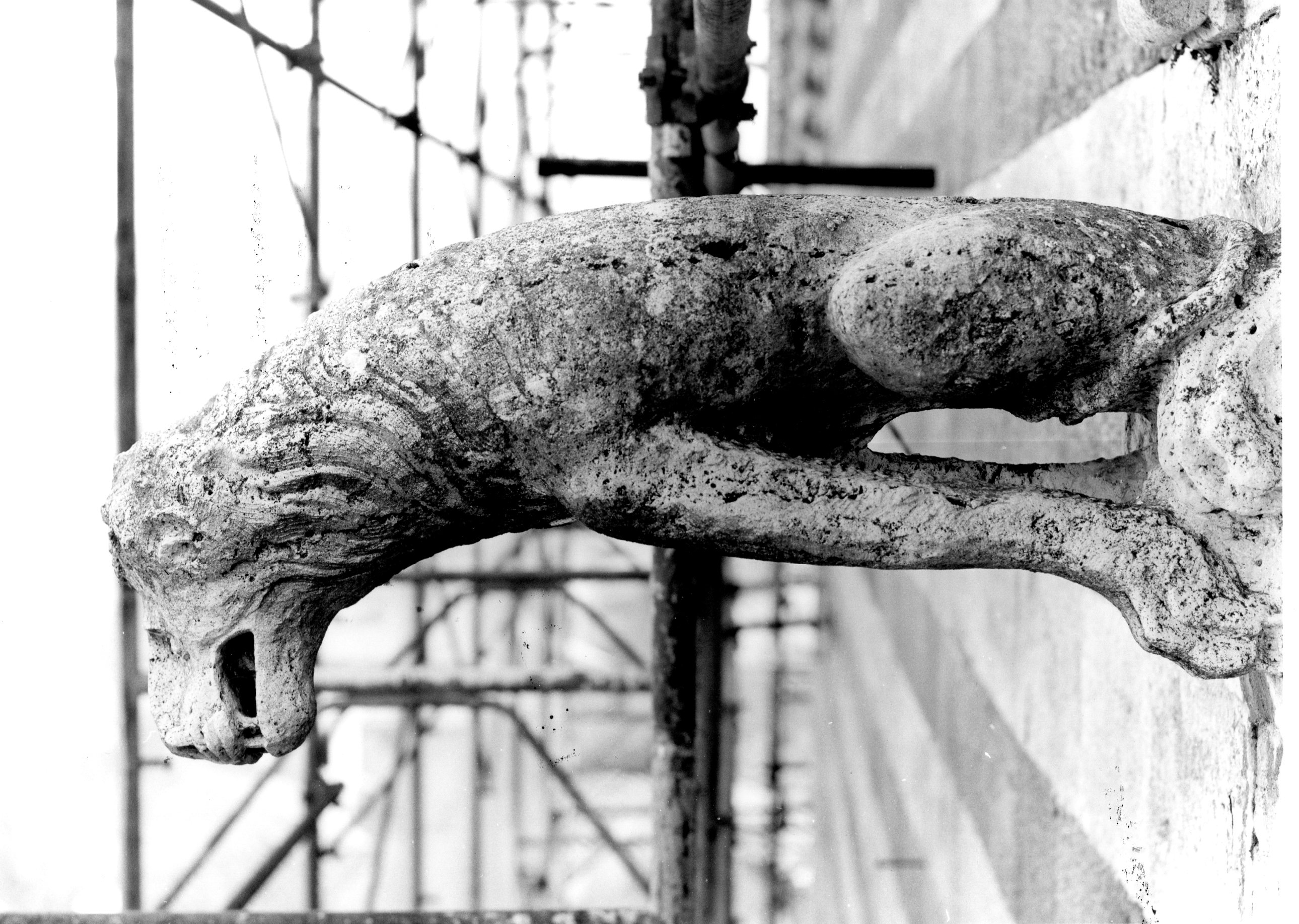 leone (doccione, opera isolata) - ambito orvietano (sec. XIV)