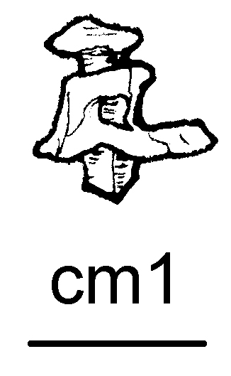 pettine/ rivetti (fine/ inizio secc. VI/ VII)