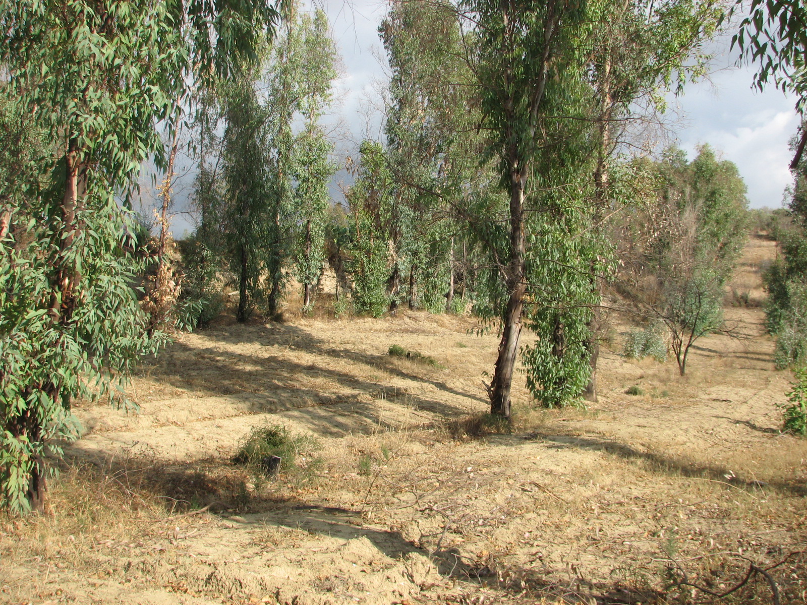 Tombe paxi (area ad uso funerario, sepolcreto rupestre,)