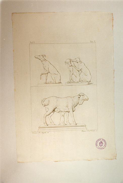 LEVRIERI E CAPRONE DEL TIBET (stampa smarginata, serie) di Del Vecchio Beniamino, De Angelis Vincenzo (sec. XIX)