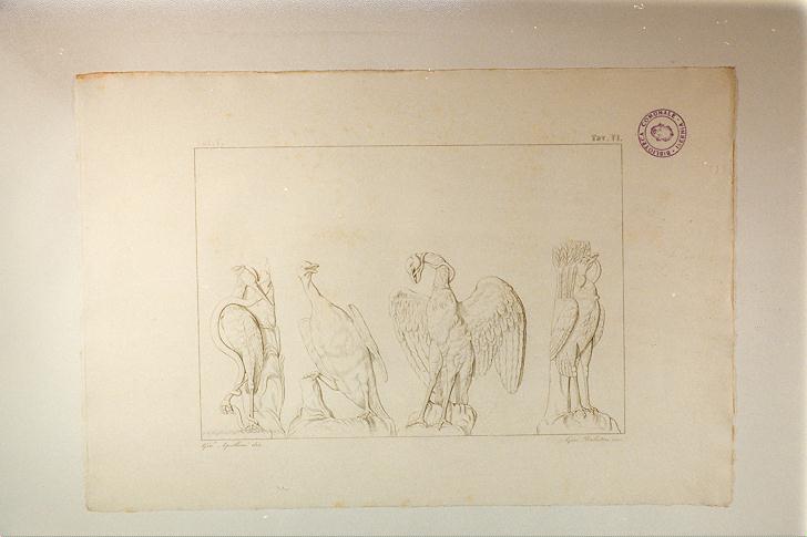 UCCELLI (stampa smarginata, serie) di Franzoni Francesco Antonio, Balestra Giovanni Battista, Apolloni Girolamo (sec. XIX)