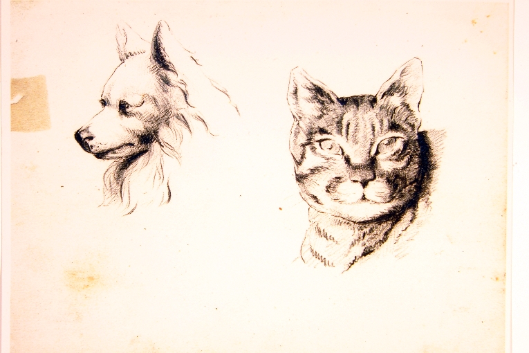 studi di teste di cane e gatto (disegno) di Piccinni Antonio (ultimo quarto sec. XIX)