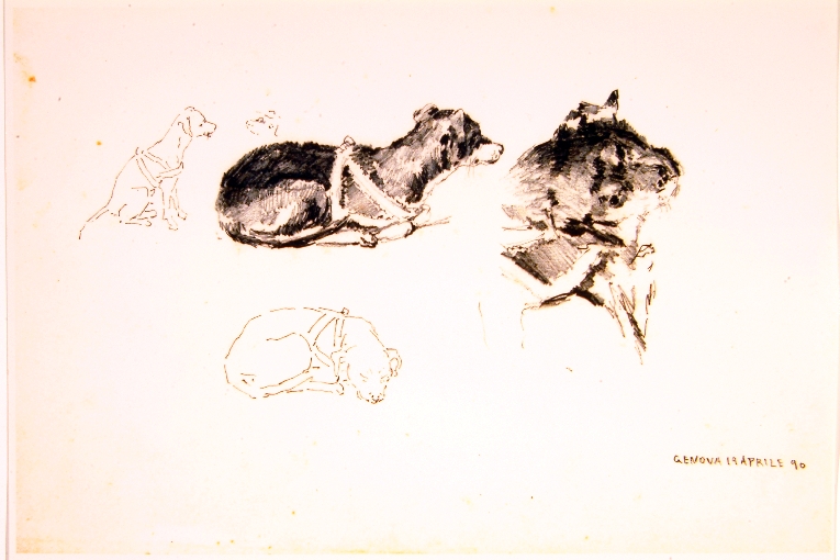 studio di cane (disegno) di Piccinni Antonio (sec. XIX)