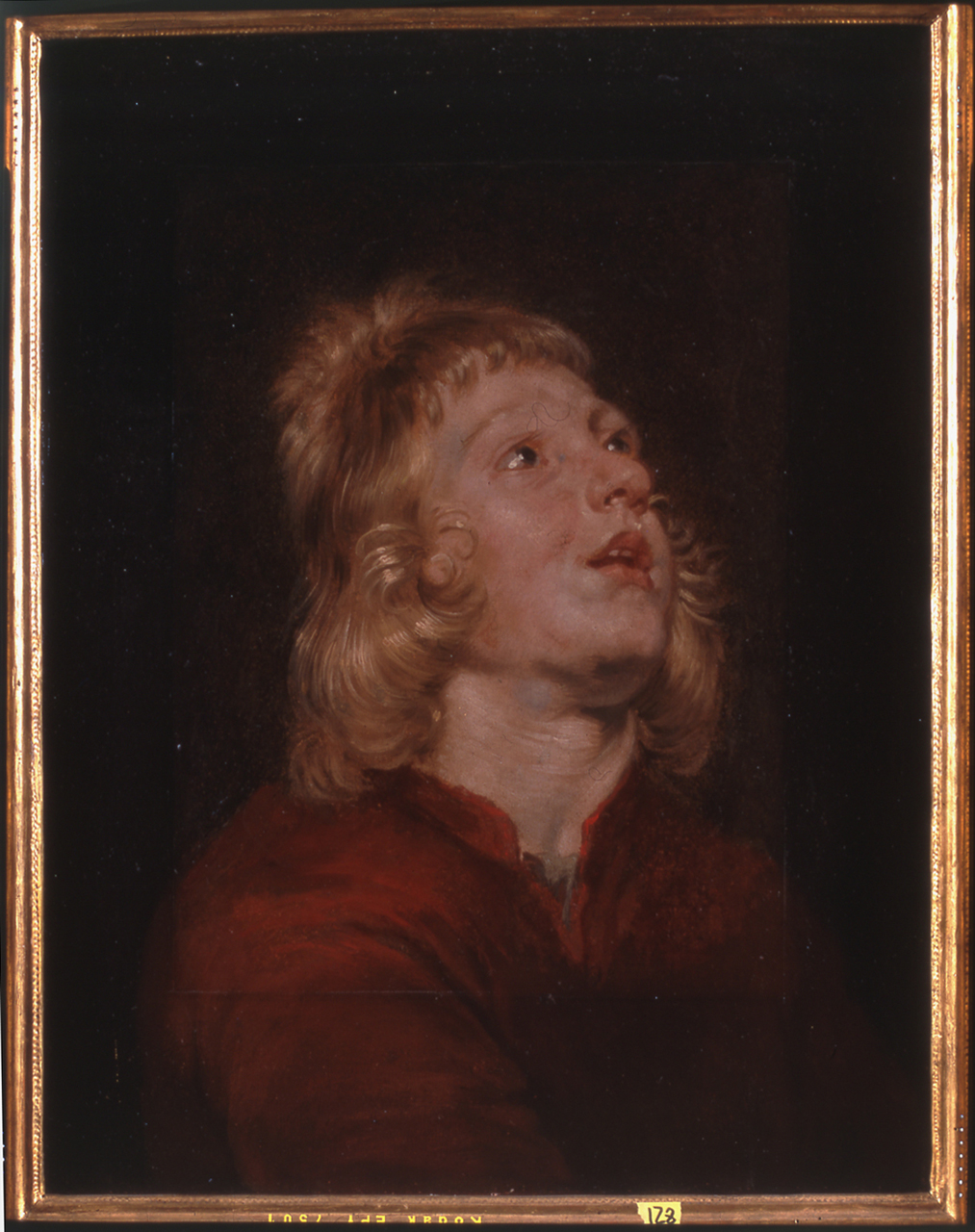 testa di giovane (dipinto, opera isolata) - ambito fiammingo (prima metà sec. XVII)