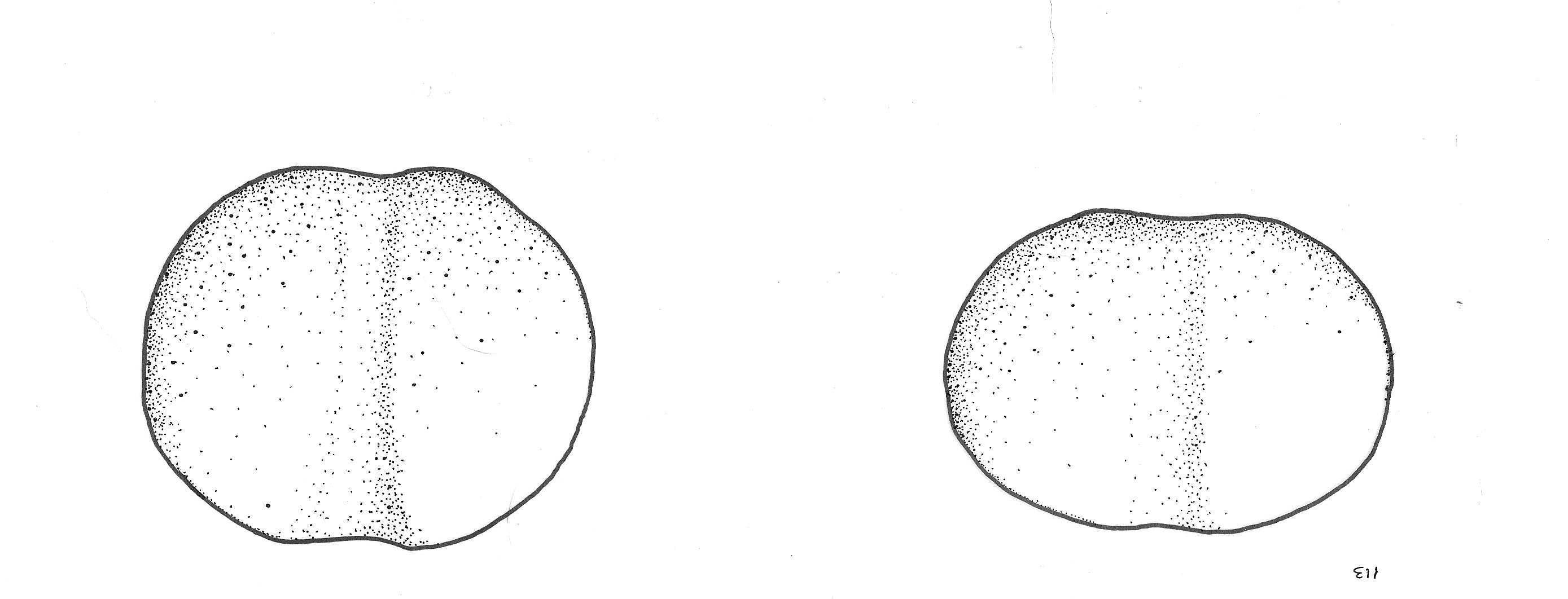 testa di mazza (Eta' del bronzo)