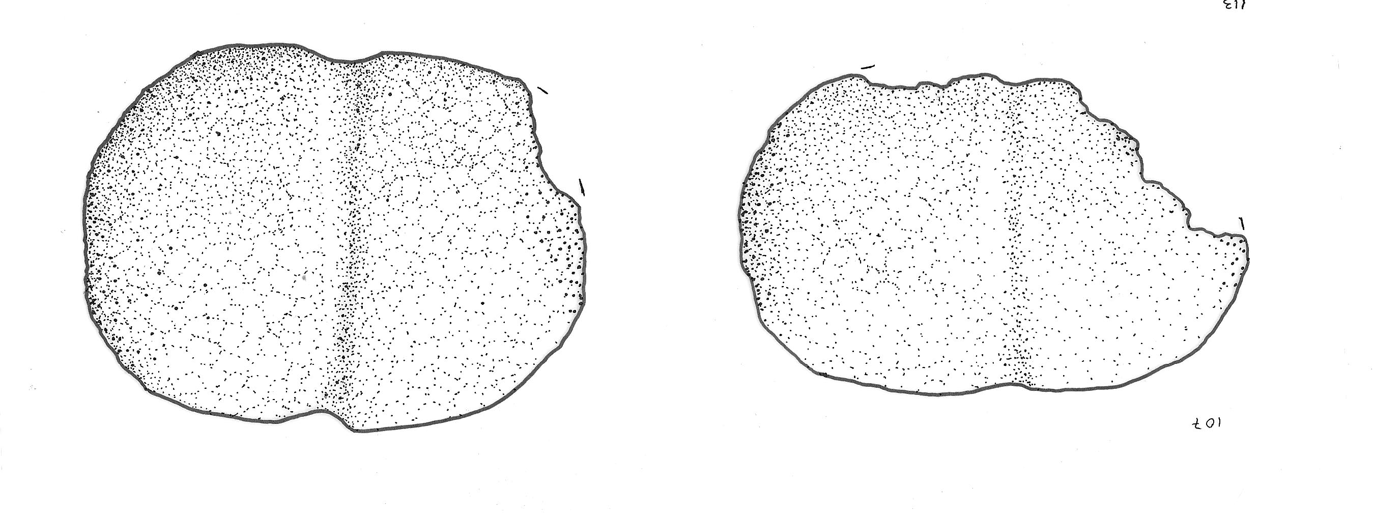 testa di mazza (Eta' del bronzo)