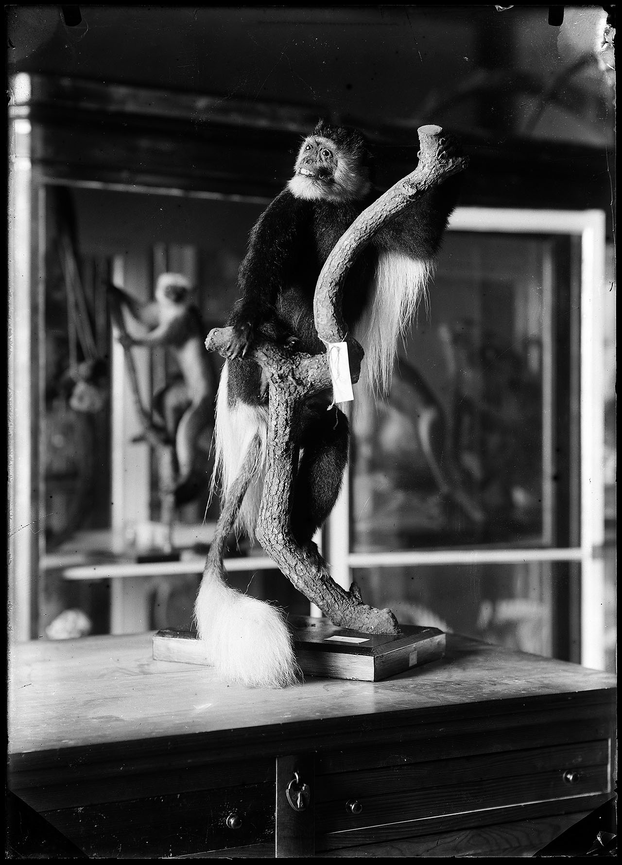 L0522 (negativo) di studio di vetrate artistiche Moretti-Caselli (fine/ inizio XX/ XXI)