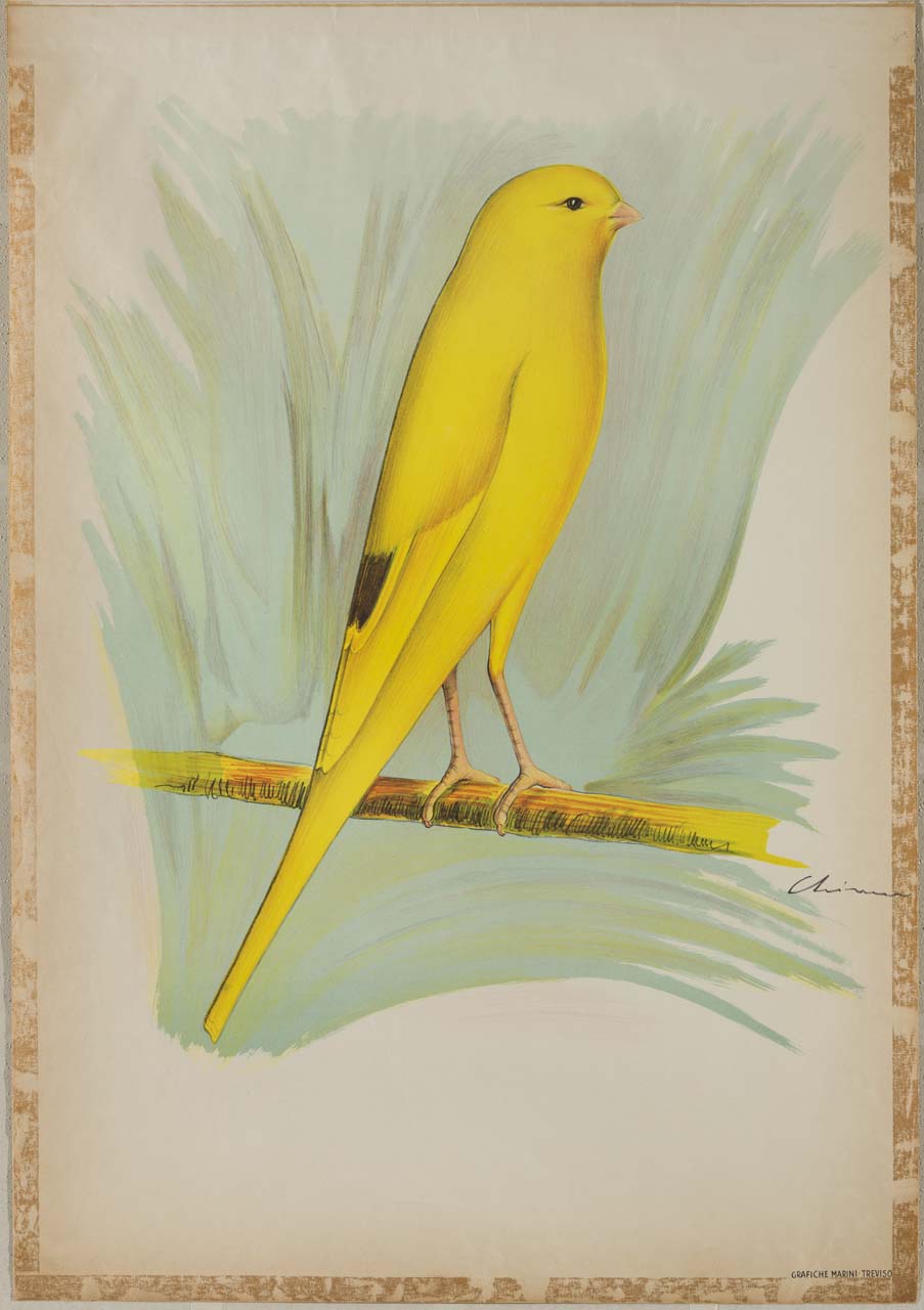 canarino giallo posato su un ramo (manifesto) - ambito italiano (sec XX)