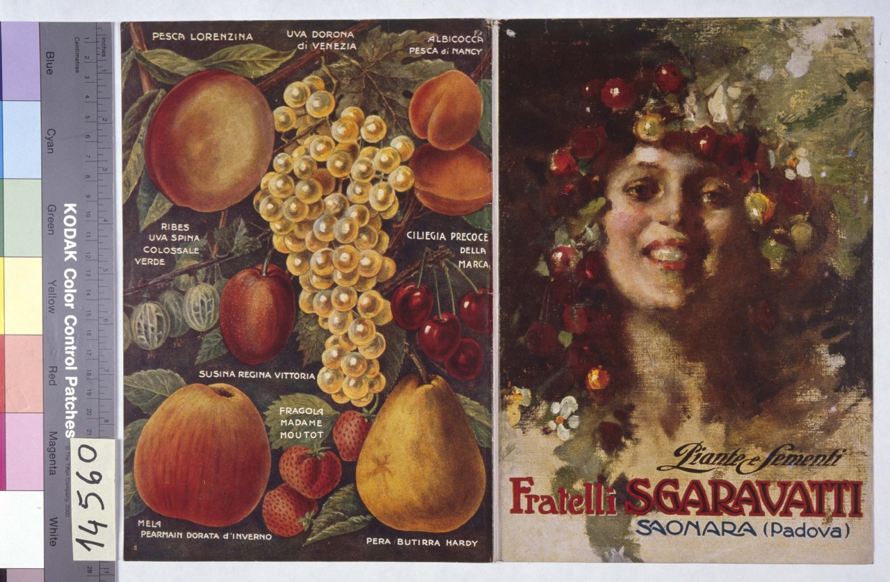 donna sorridente con frutta tra i capelli; composizione di frutta (copertina) - ambito Italia settentrionale (prima metà sec. XX)