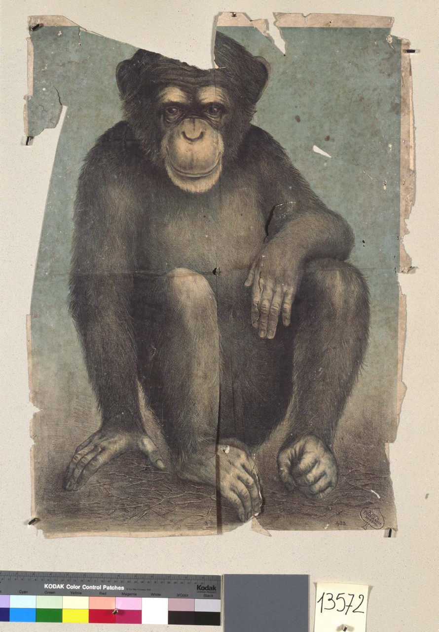 scimmia seduta (manifesto, serie) - ambito tedesco (sec. XX)