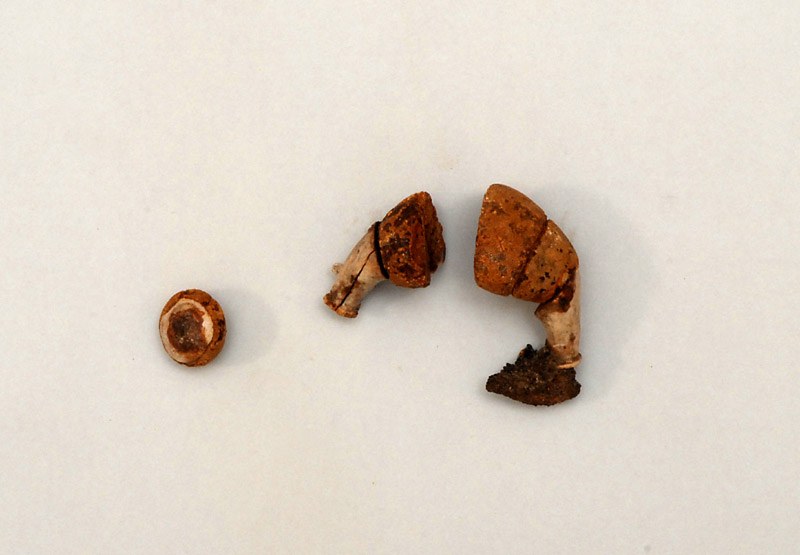 fibula/, ad arco rivestito (inizio V a.C)