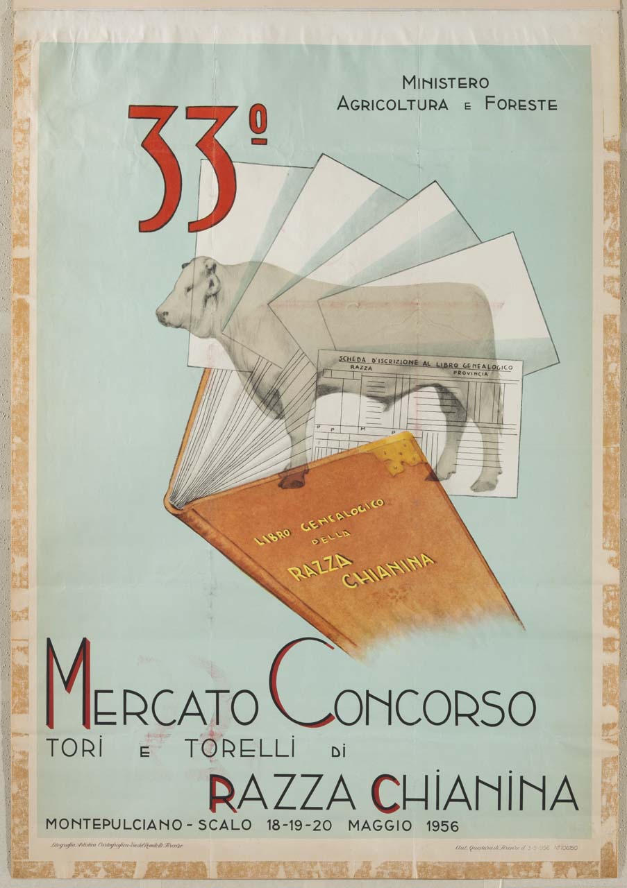 bovino di razza Chianina tra le pagine di un libro genealogico (manifesto) - ambito italiano (sec. XX)