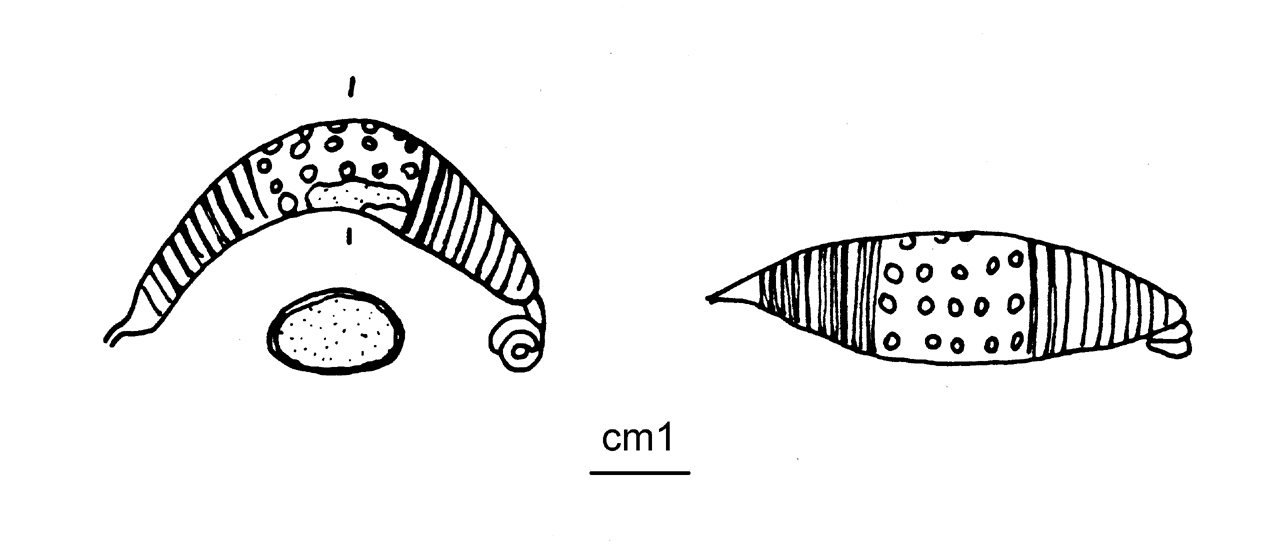 fibula a sanguisuga, Peroni 54,7 - cultura di Golasecca (G. IIB) (seconda metà VI a.C)