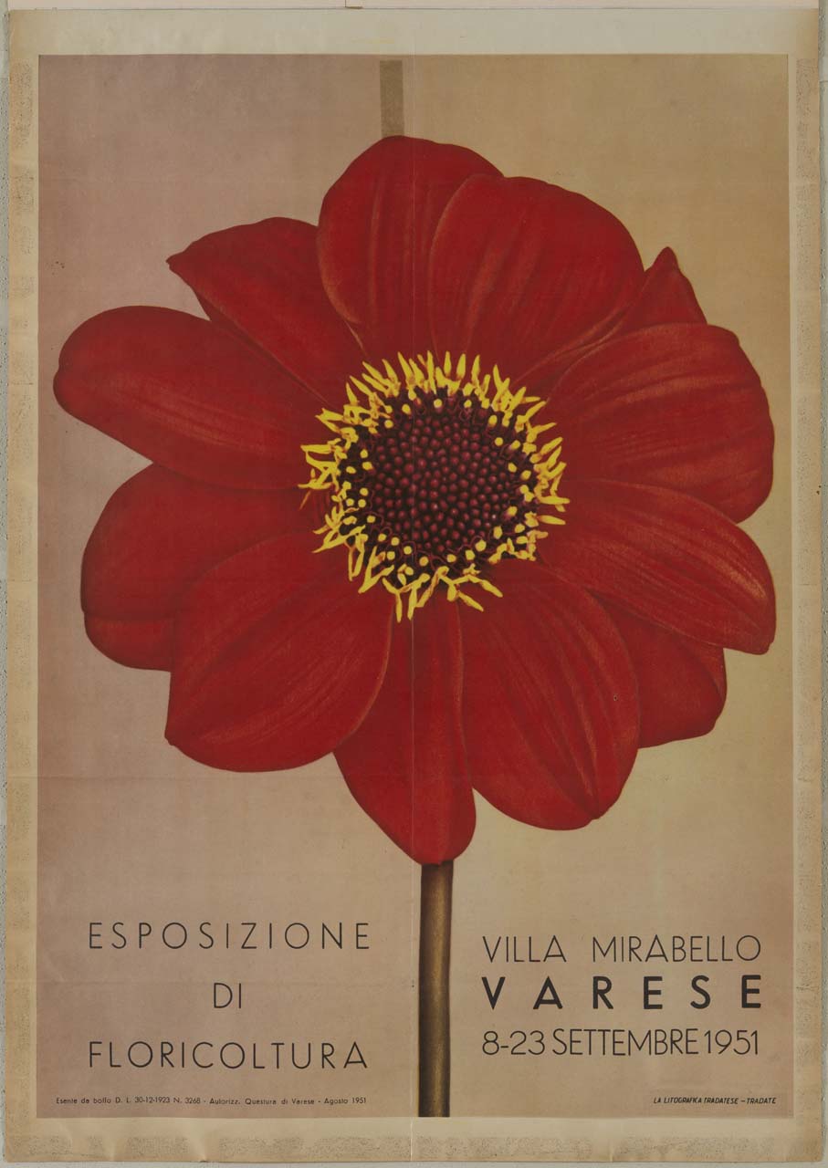 gerbera rossa (manifesto) - ambito italiano (sec. XX)