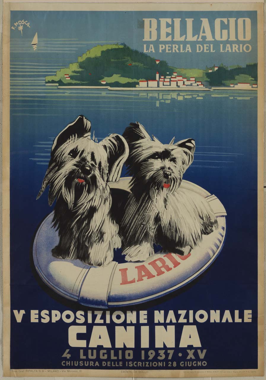 coppia di cani su un salvagente che galleggia nel Lago di Como difronte Bellagio (manifesto) di Mosca Franco (sec. XX)