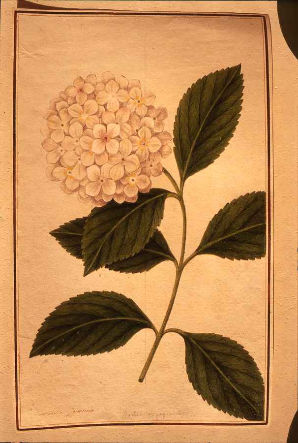 fiore (disegno) - ambito europeo (sec. XIX)