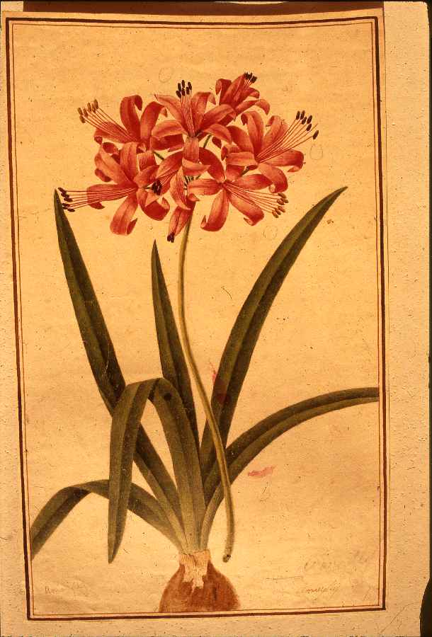 fiore (disegno) - ambito europeo (sec. XIX)