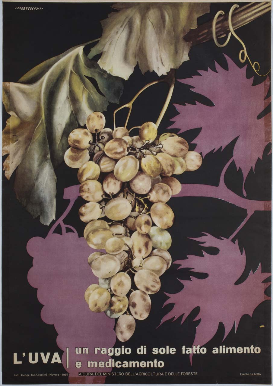tralci di vite e grappoli d'uva (manifesto) di Effervescenti Eleuterio (sec. XX)