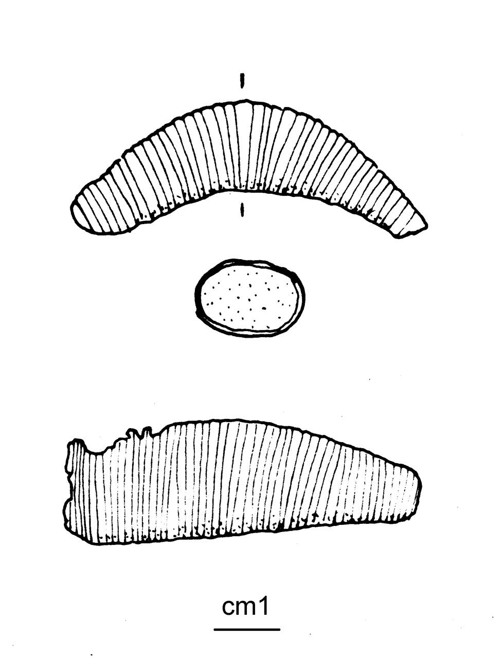 fibula con arco costolato, Peroni 53,3 - cultura di Golasecca (G. IIB) (seconda metà VI a.C)