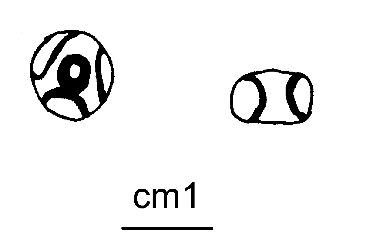 vago - cultura di Golasecca (seconda metà VI a.C)