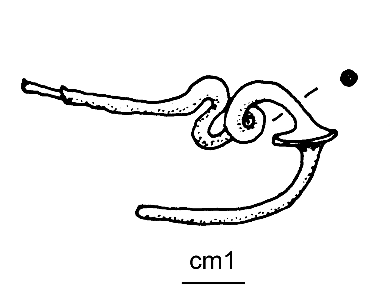 fibula ad arco serpeggiante - cultura di Golasecca (seconda metà VI a.C)
