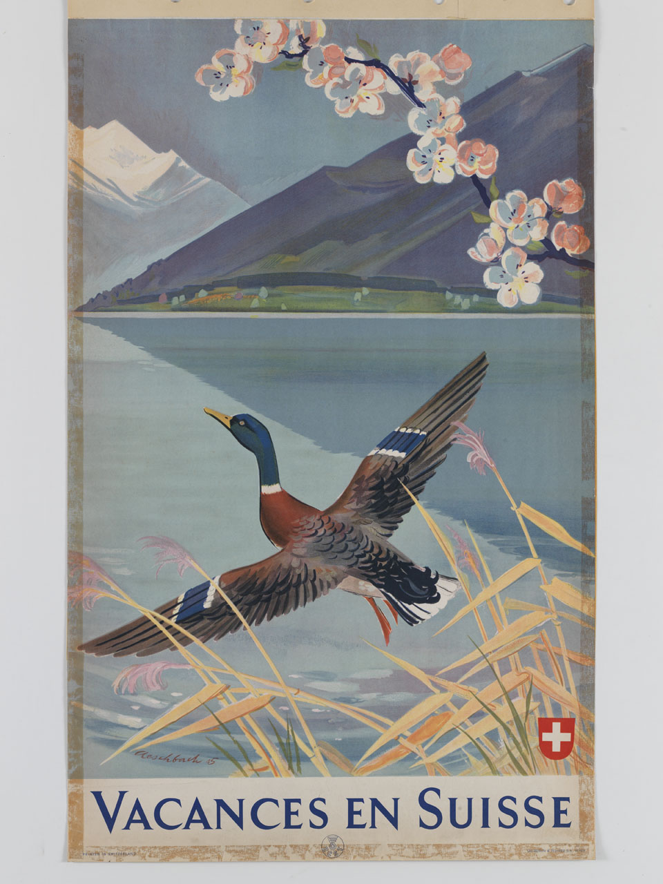 germano spicca il volo da un canneto sulle rive di un lago svizzero (manifesto) di Aeschbach Hans (sec. XX)