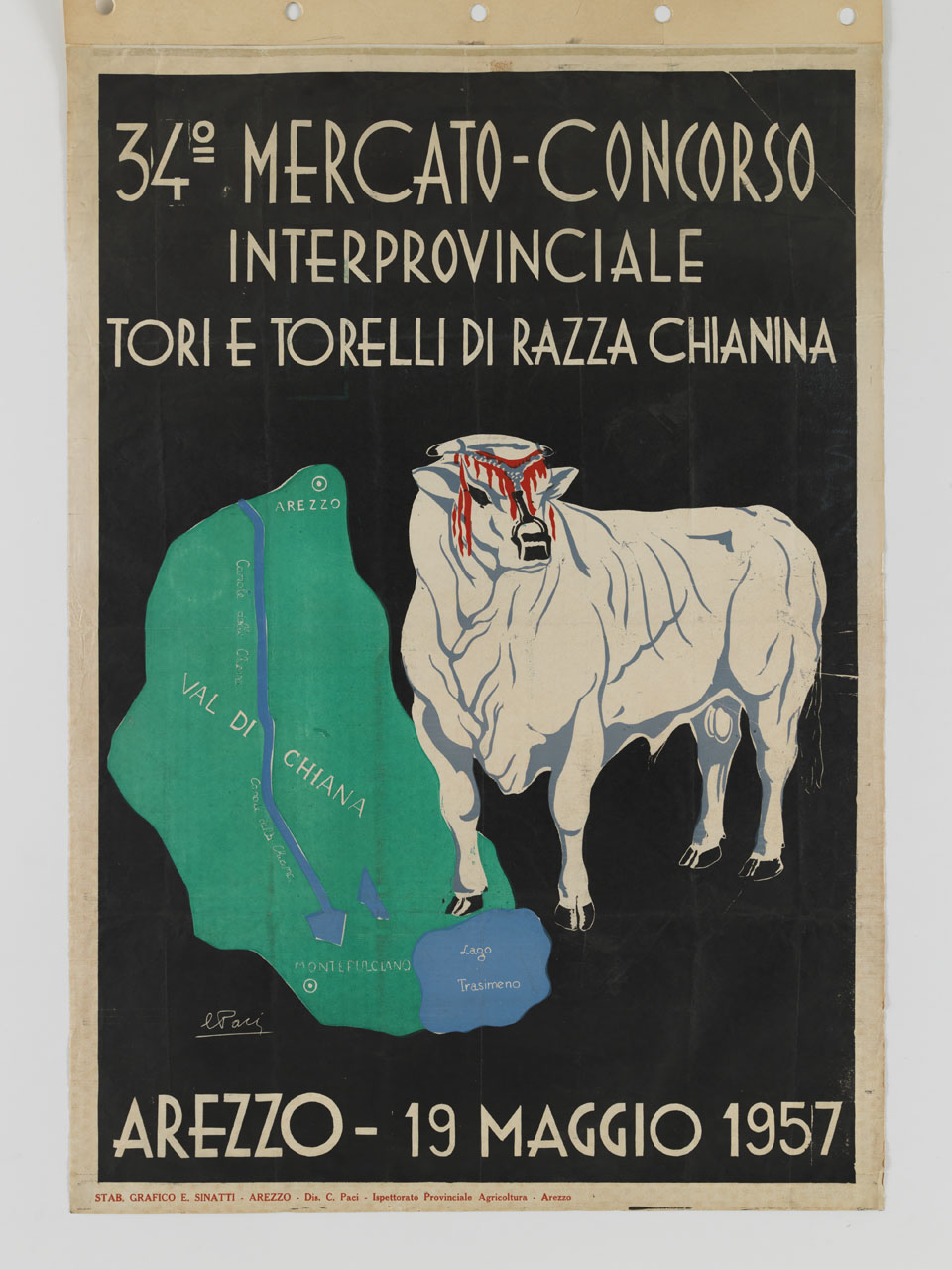 toro di razza Chianina poggia una zampa sul disegno della Val di Chiana (manifesto) di Paci Carlo (sec. XX)