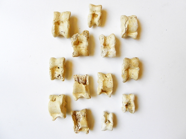 astragalo (fine III a.C)