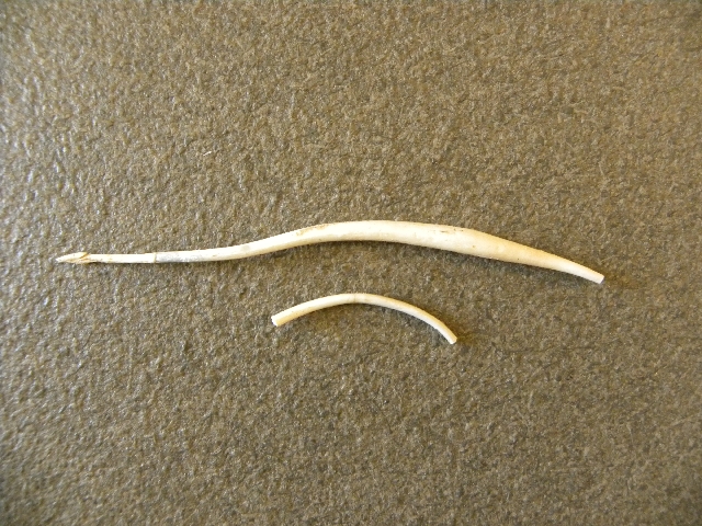 stilo (secondo quarto I d.C)