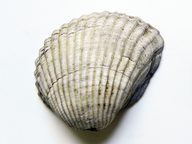 valva di conchiglia (fine Eta' del ferro)