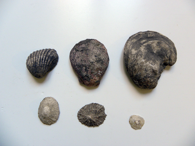 valva di conchiglia (fine Eta' del ferro)