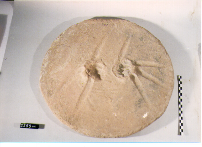 dolio/ coperchio - CULTURA TOMBE A FOSSA (secc. I/ III d.C)