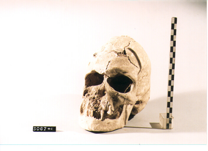 CRANIO UMANO (secc. IV/ III a.C)