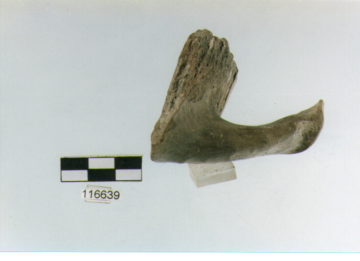 ansa a maniglia, anse a maniglia, tipo 9, La Fortellezza - Piceno 1-2 (Prima età del ferro)