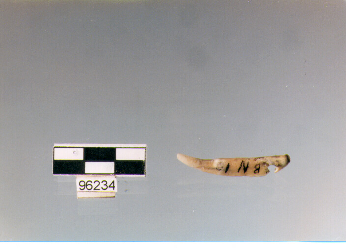 pendaglio, pendagli, Archi (BF/ prima età del Ferro)