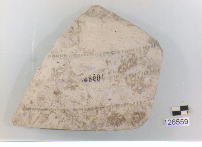 anfora/ parete (secc. VI/ XIV d.C)