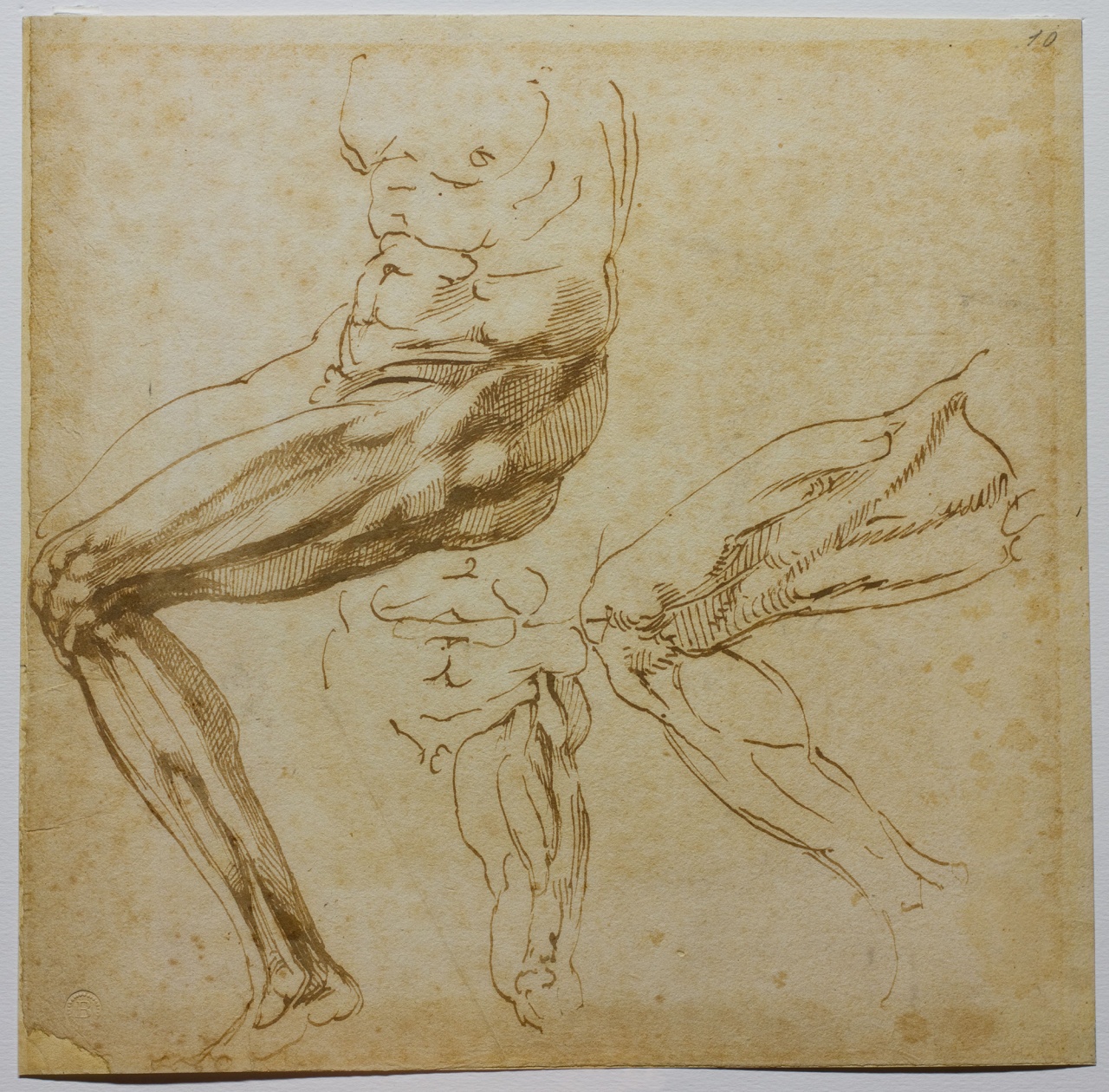 studi di gambe (disegno) di Buonarroti Michelangelo (sec. XVI)
