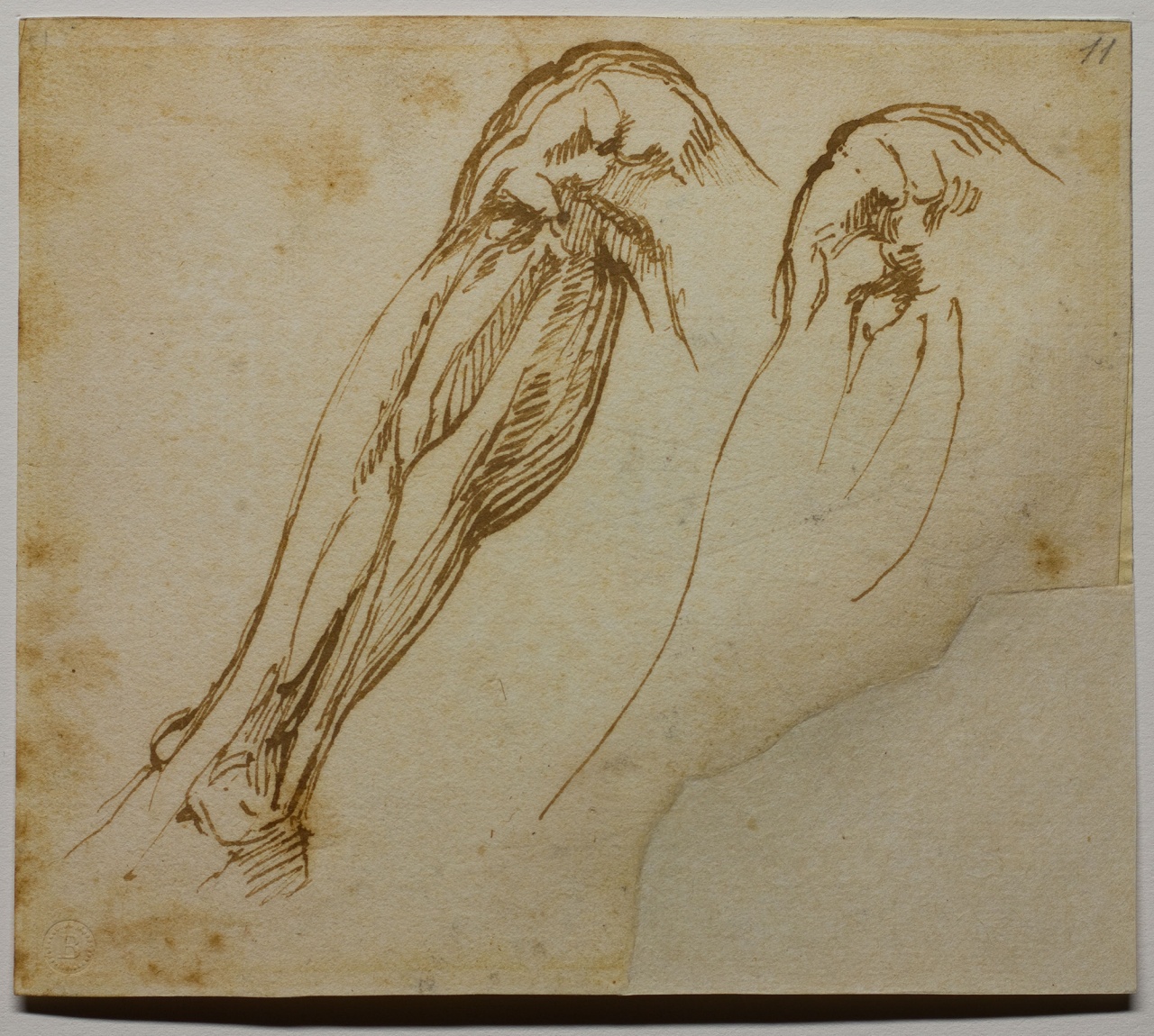 studi di gambe (disegno) di Buonarroti Michelangelo (sec. XVI)