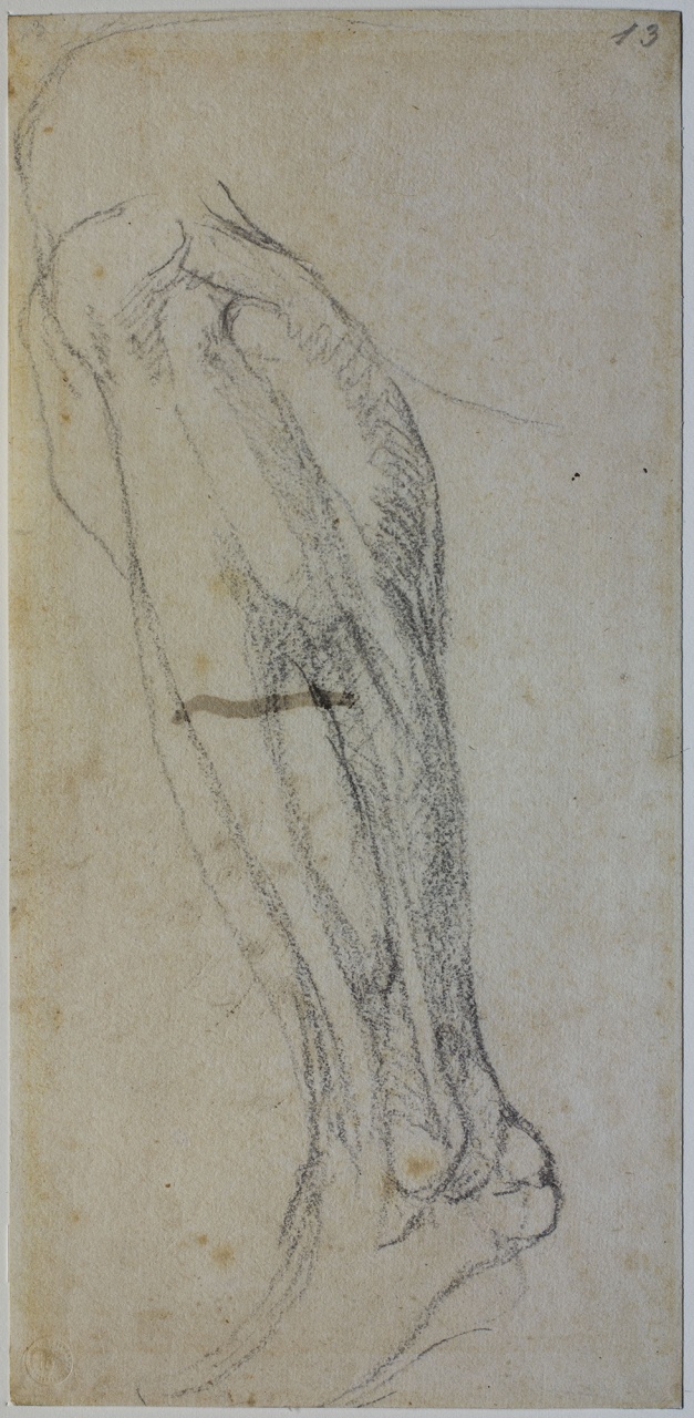 studio anatomico di gamba (disegno) di Buonarroti Michelangelo (sec. XVI)