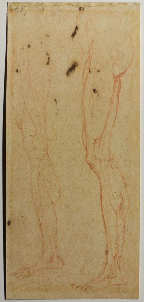 studi di gambe (disegno) di Buonarroti Michelangelo (scuola) (sec. XVI)