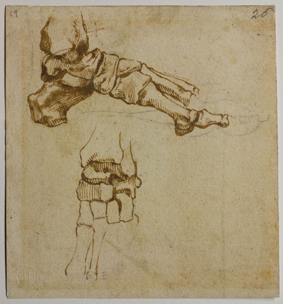 studio anatomico di piede (disegno) di Buonarroti Michelangelo (scuola) (sec. XVI)