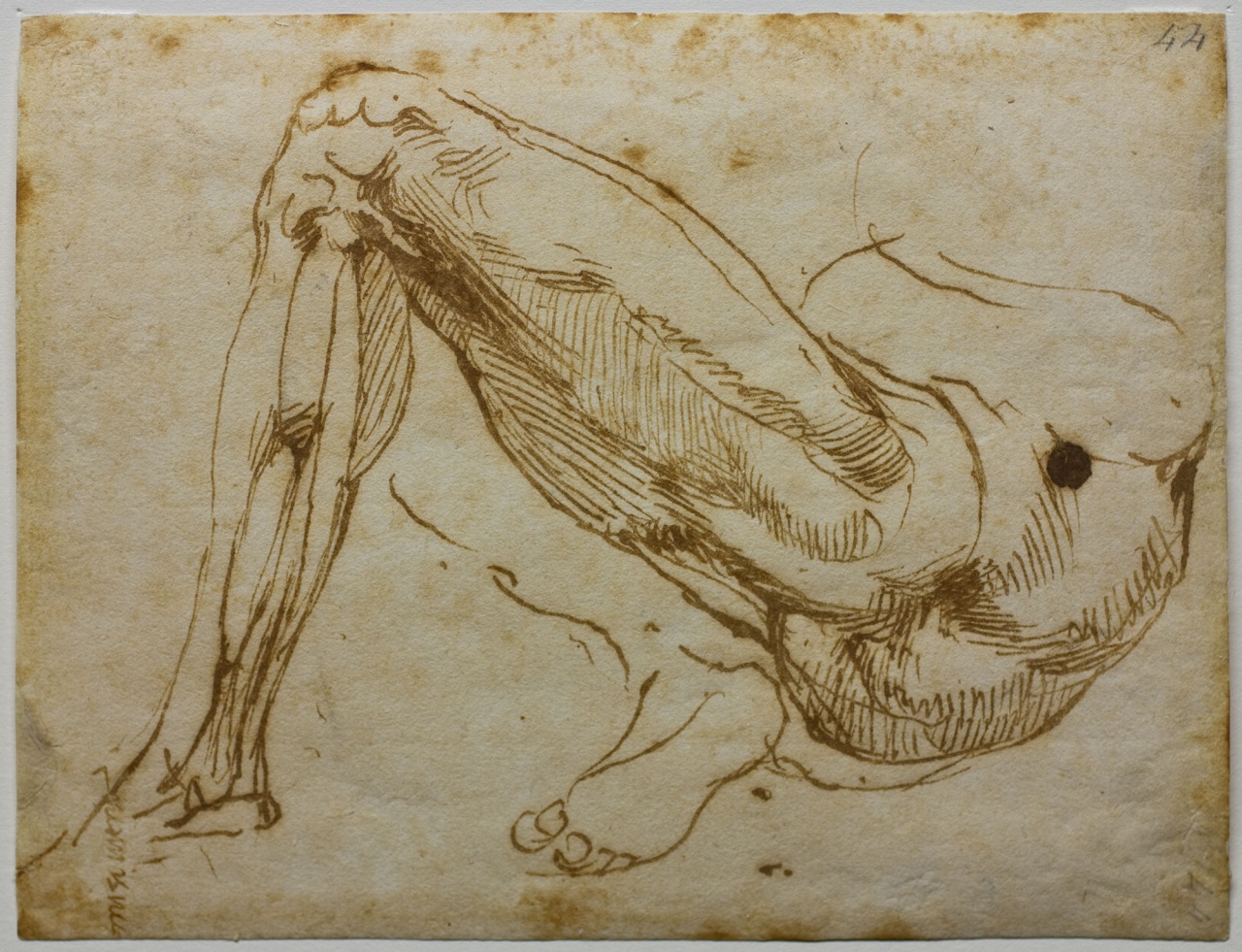studio di gambe (disegno) di Buonarroti Michelangelo (sec. XVI)