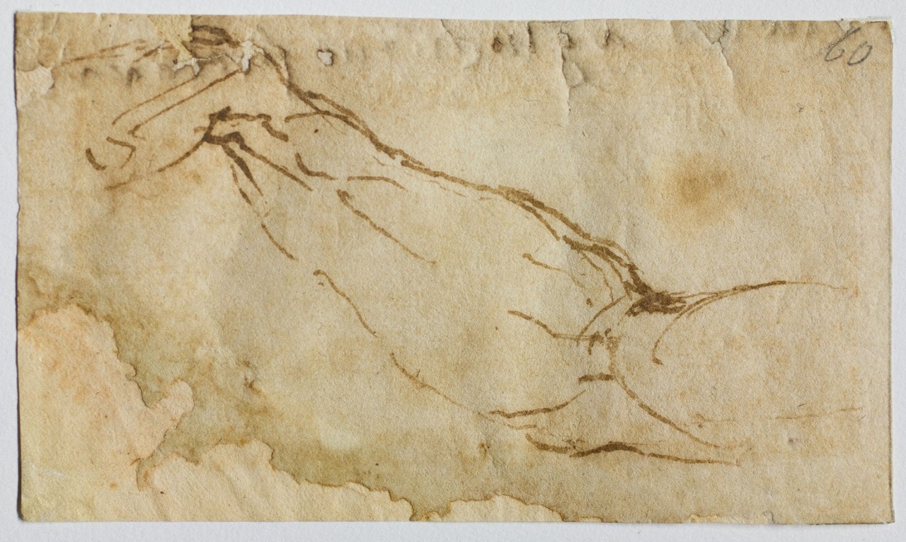 schizzo di braccio (disegno) di Buonarroti Michelangelo (sec. XVI)