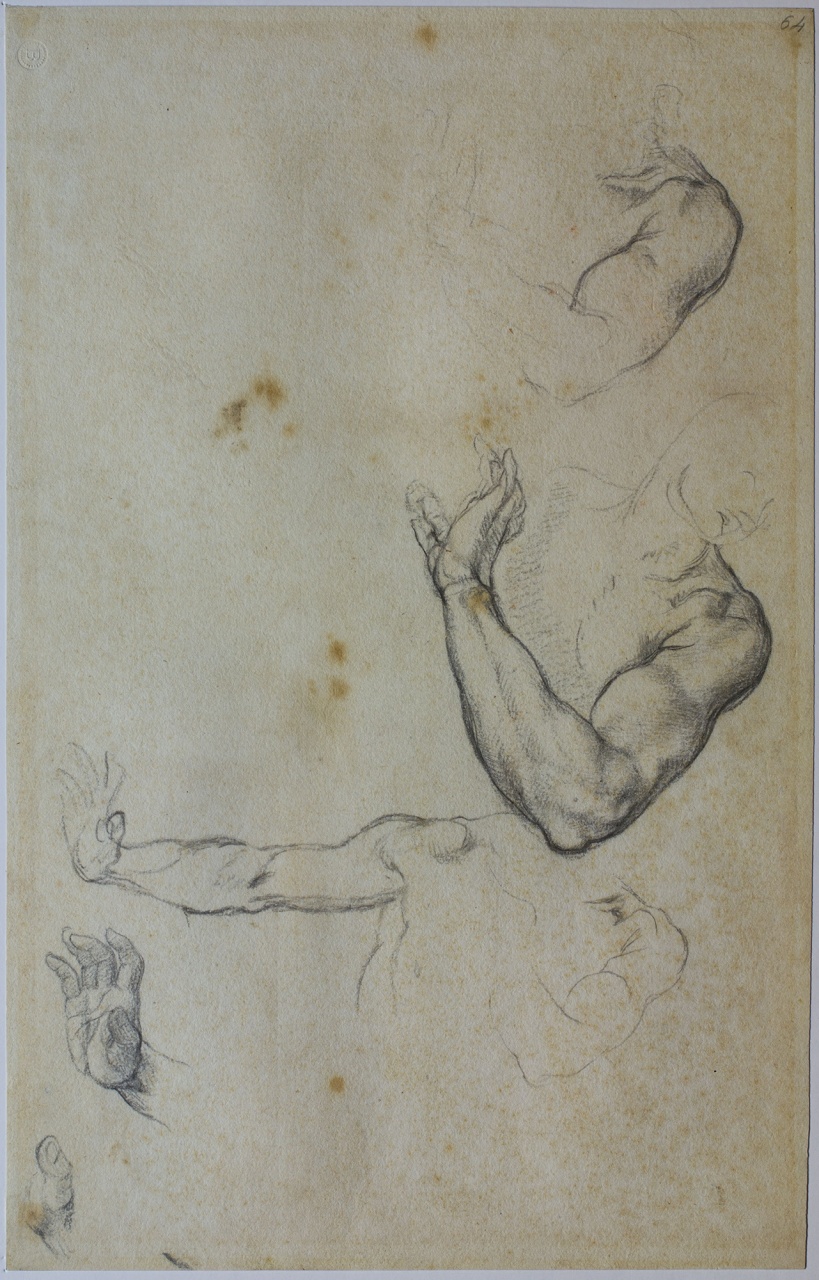 studi di figura maschile (Adamo) (disegno) di Buonarroti Michelangelo (sec. XVI)