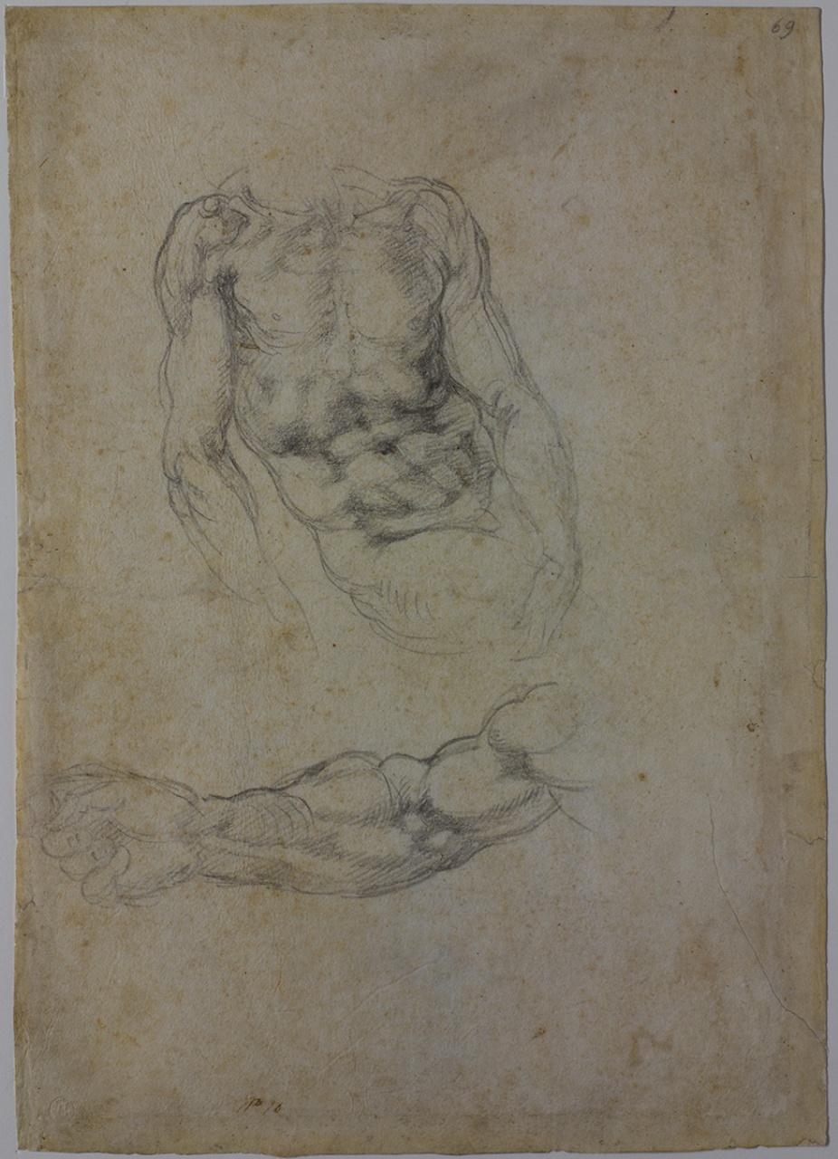 studi per un torso virile e per un braccio destro/ studi per un torso virile, per un braccio, per un nudo di schiena (disegno) di Buonarroti Michelangelo (sec. XVI)